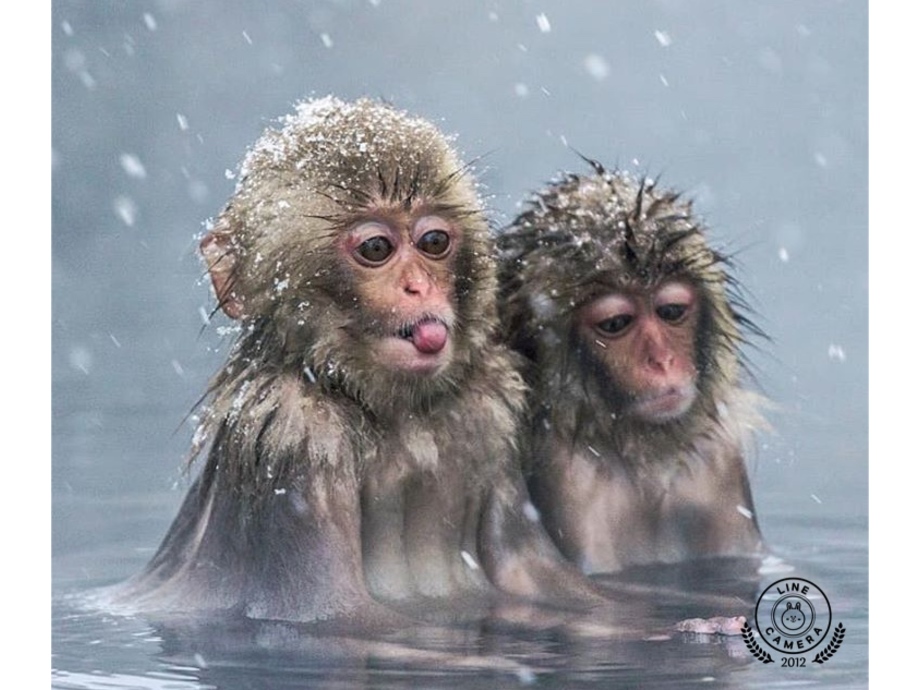 癒しの動物の写真 です おうち時間 自宅でゆっくり見てください お役立ち情報 スタッフblog 大阪の再生中古トラック専門店 販売 買取 トラック１２３