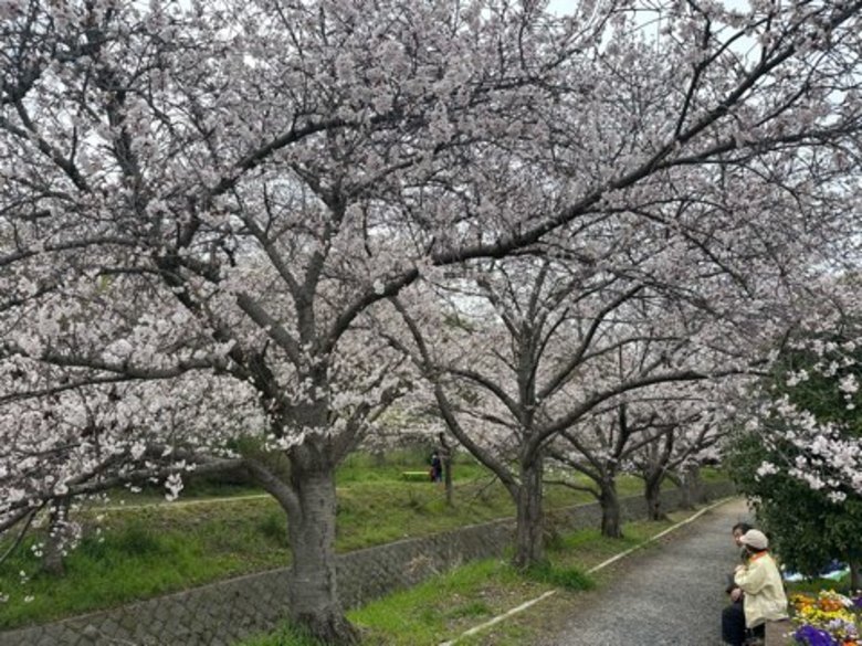 交渉中です！桜の原木
